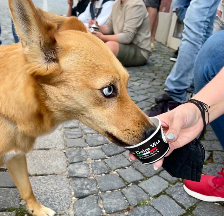 leni hund beim eisschlecken