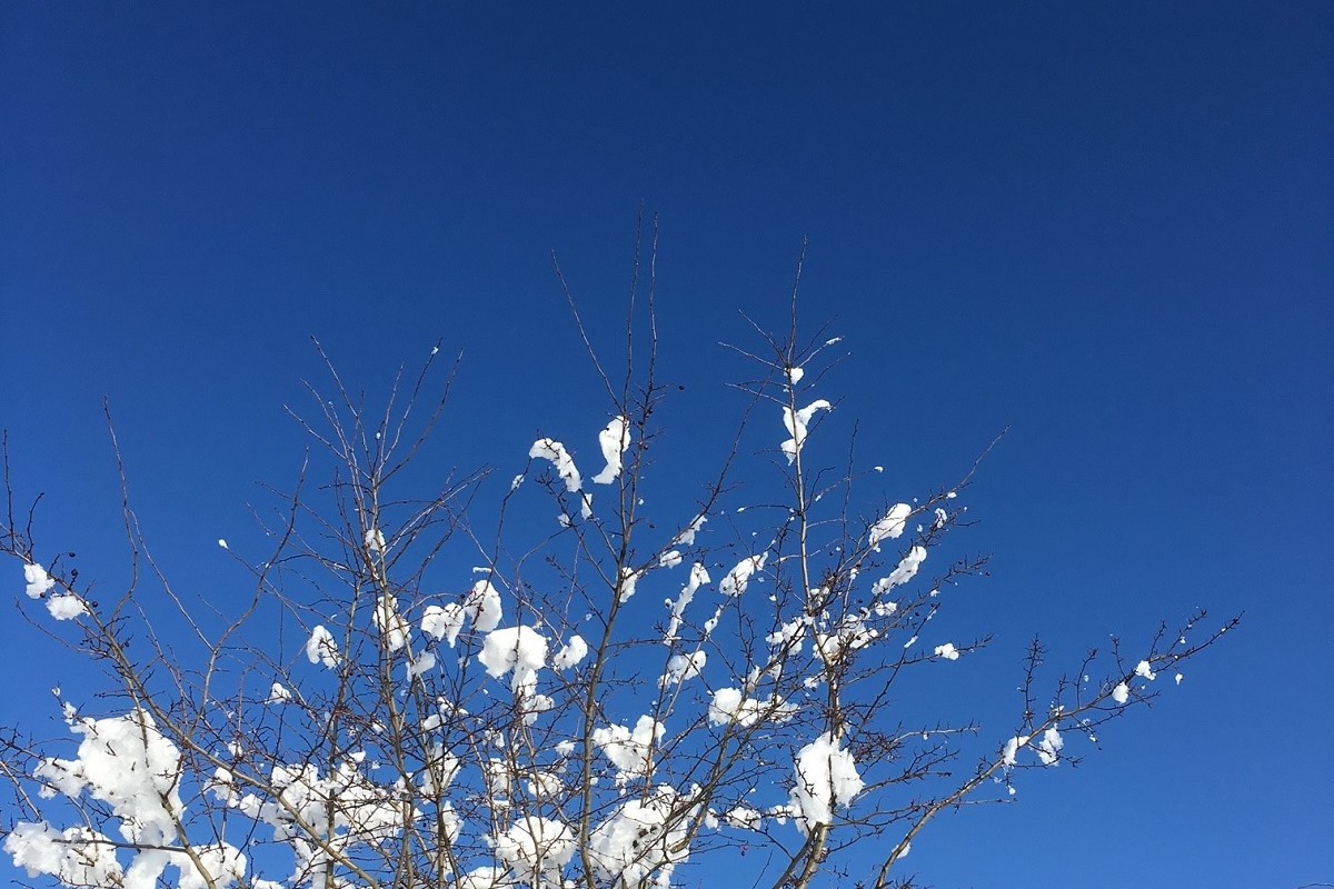 Baum mit schneeflocken